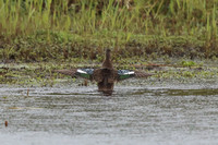 Blue-winged Teal 7 - Porthellick - Oct 19