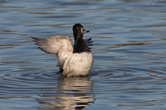 Ring-necked Duck 14 - Caerlaverock 271215