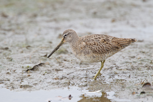 Long-billed Dowitcher 6 - Poole - 5th February 2011