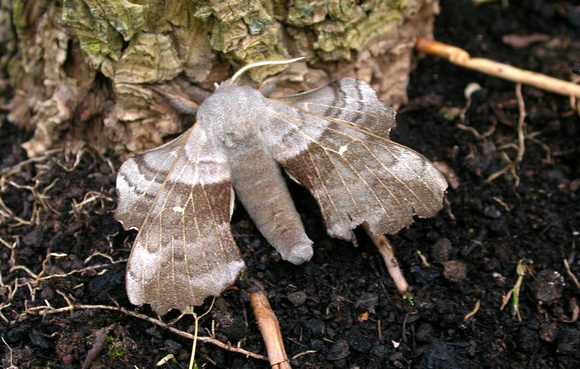 Poplar hawk-moth - Garden