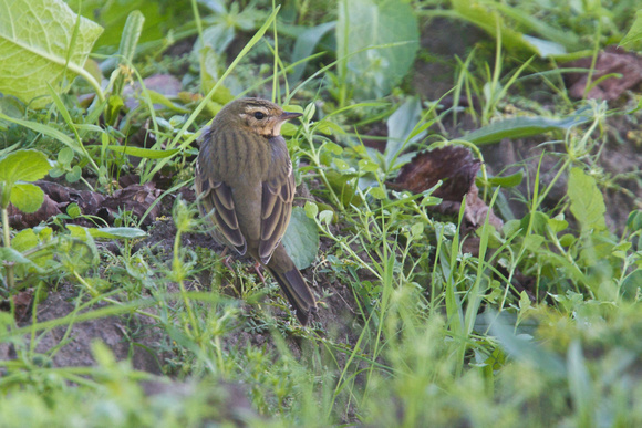 Olive-backed Pipit 10 - Watermill