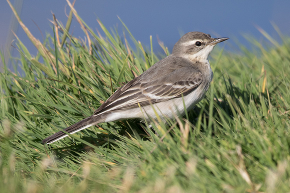 Eastern Yellow Wagtail - Scilly 131016