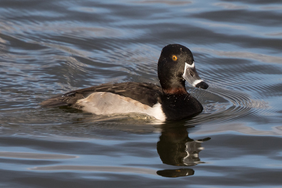 Ring-necked Duck 6 - Caerlaverock 271215