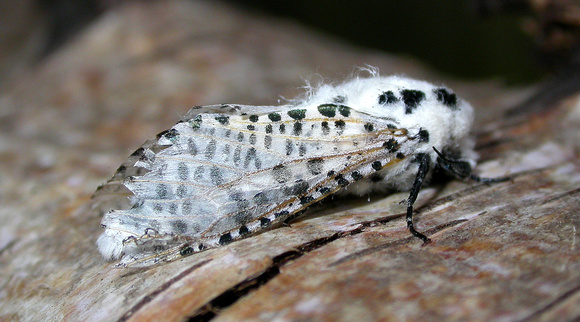 Leopard Moth - garden