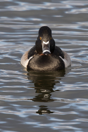 Ring-necked Duck 4 - Caerlaverock 271215