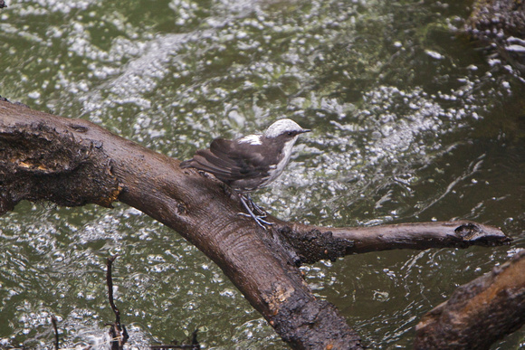 White-capped Dipper 5