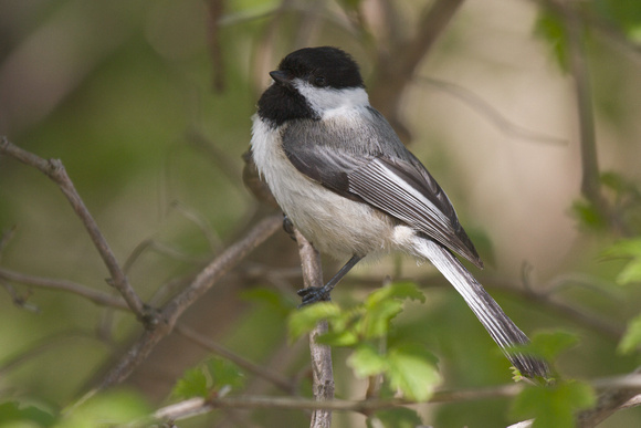 Black-capped Chickadee - Long Point