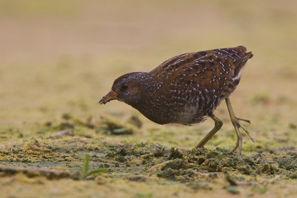 Spotted Crake 6 - Abbey Pool