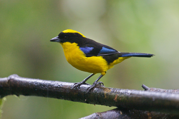 Blue-winged Mountain Tanager 3