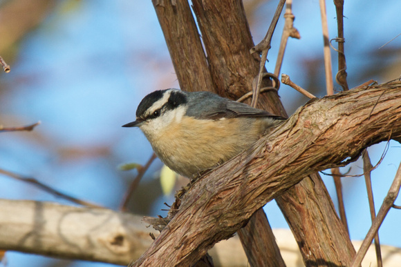 Red-breasted Nuthatch - Pelee