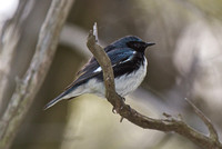 Black-throated Blue Warbler - Pelee