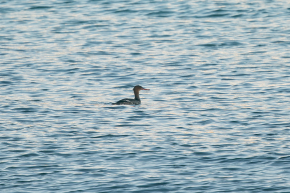 Red-breasted Merganser - Old Town - Oct 18