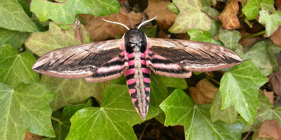 Privet Hawk-moth - Garden