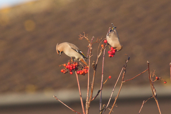 Waxwing 5- Holt
