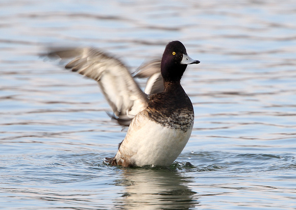 Lesser Scaup - Draycote Water