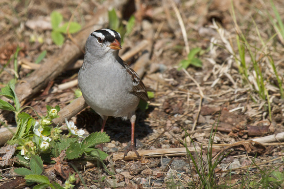 White-crowned Sparrow 2 - Algonquin