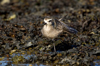 American Golden Plover 9 - Porthellick, St Marys