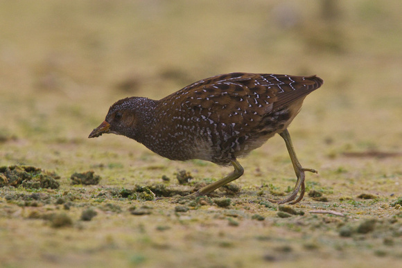 Spotted Crake 5 - Abbey Pool