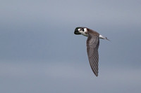 Black Tern 5 - Fairhaven Lake - 140924