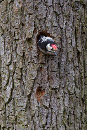 Lesser-spotted Woodpecker 3 - Moore NR 230314