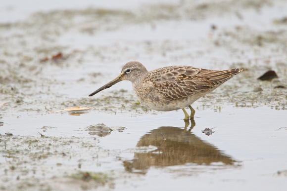 Long-billed Dowitcher 7 - Poole - 5th February 2011