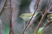 Yellow-browed Warbler - St Marys