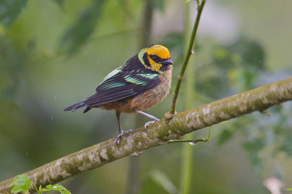 Flame-faced Tanager