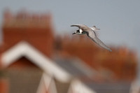 Black Tern 10 - Fairhaven Lake - 140924