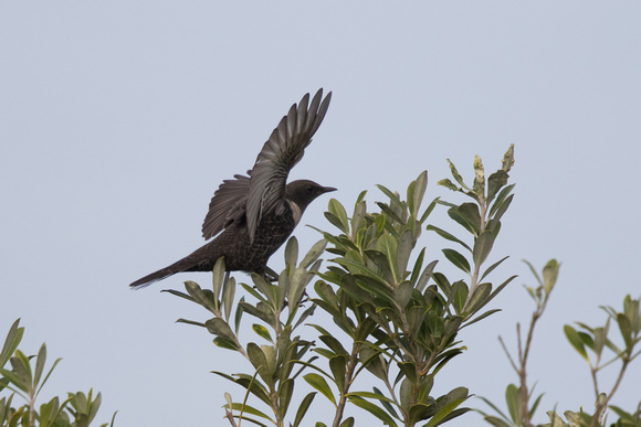 Ring Ouzel 2 - Scilly Oct16