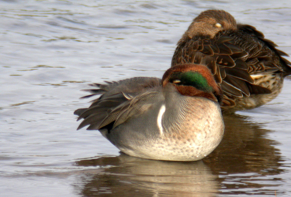 Green-winged Teal - Hayle
