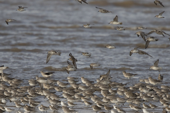 Waders 7 - Wirral 141115