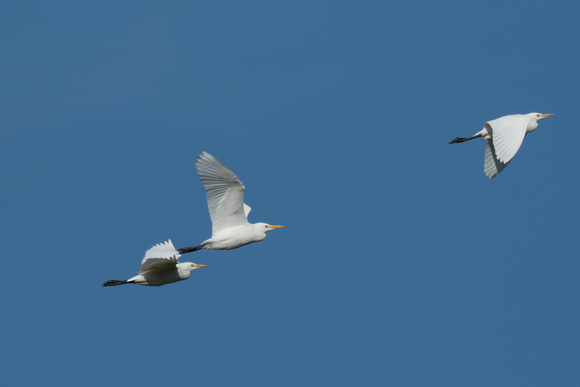 Cattle Egrets 3 - Tresco - Oct 18