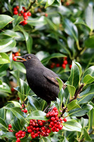 Blackbird 2 - St Marys - Oct 19