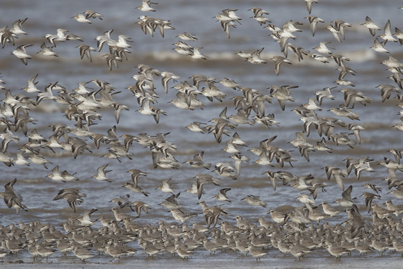 Waders 8 - Wirral 141115