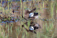 Blue-winged Teal - Porthellick - Oct 19