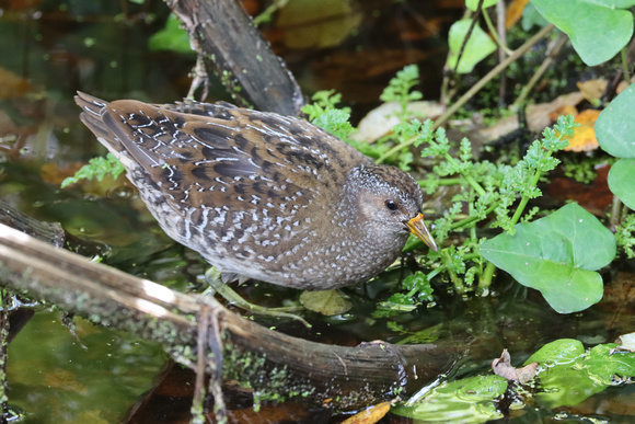 Spotted Crake 4 - Lower Moors - Oct 19
