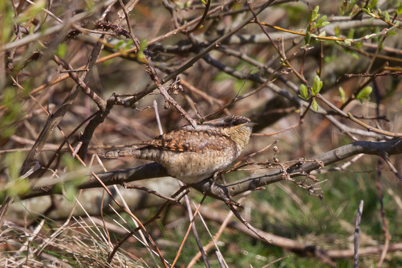 Wryneck - Dungeness 180415