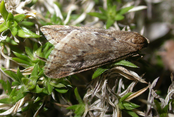 March Moth - Garden