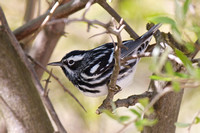 Black and White Warbler - Long Point