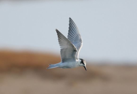 Whiskered Tern - Titchwell