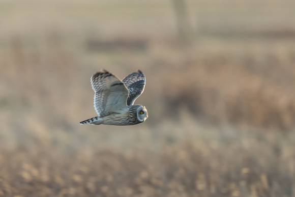 Short-eared Owl 2 - Neston - 170218