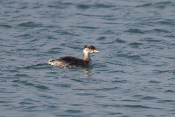 Red-necked Grebe - Carnsew Basin 240116