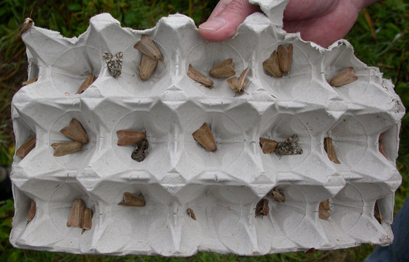 Tray of Moths - Longstones