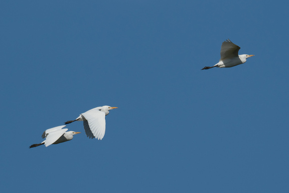Cattle Egrets 4 - Tresco - Oct 18