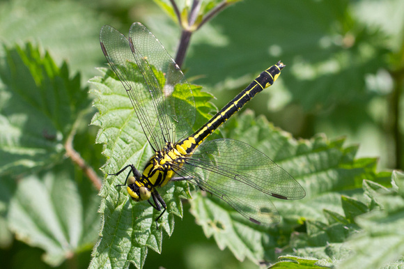 Club-tailed Dragonfly 5 - Finedon 180514