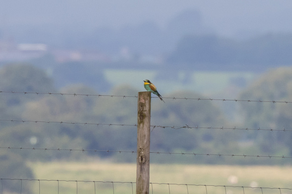 Bee-eater - Cumbria 290815