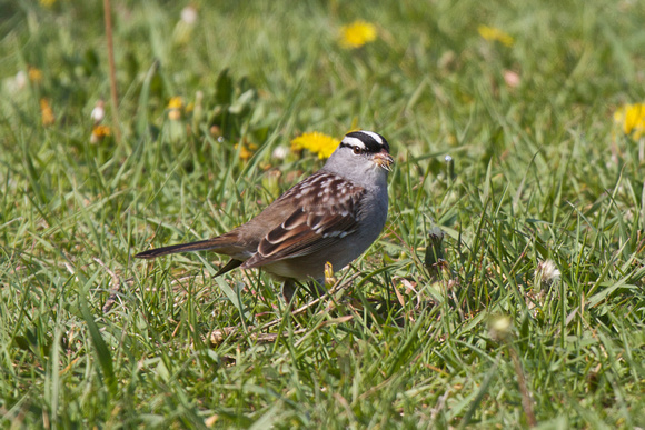 White-crowned Sparrow - Long Point