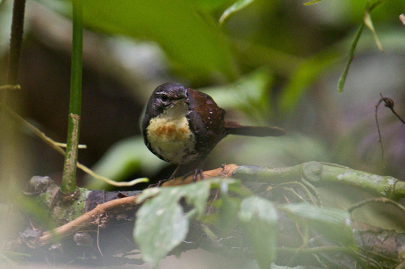 Rusty-belted Tapaculo 3
