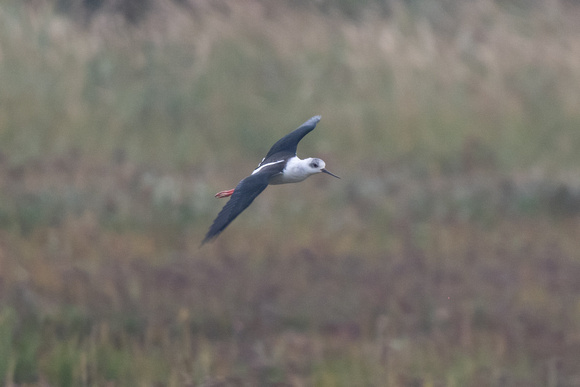 Black-winged Stilt 2 - Titchwell - 230924