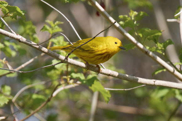 Yellow Warbler 2 - Long Point